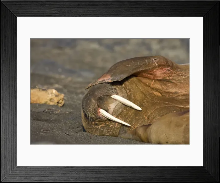Framed Print : DDE-90033917 Framed Print : DDE-90033917