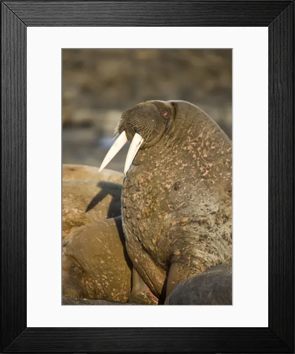 Framed Print : DDE-90033915 Framed Print : DDE-90033915