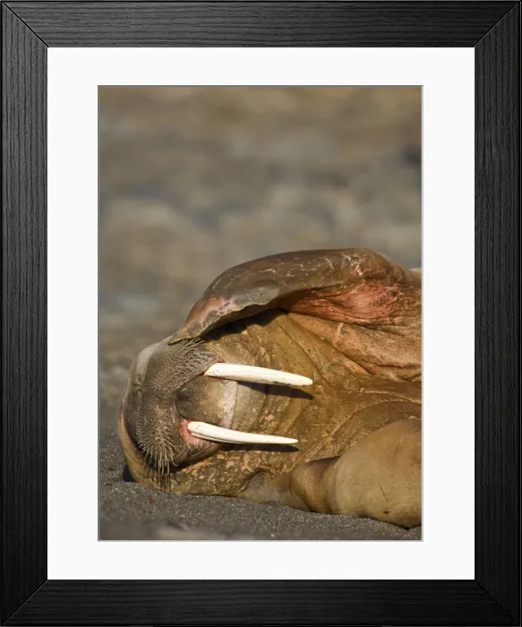 Framed Print : DDE-90033918 Framed Print : DDE-90033918