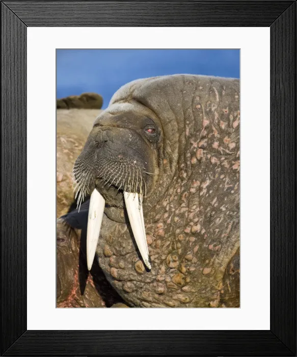 Framed Print : DDE-90033919 Framed Print : DDE-90033919