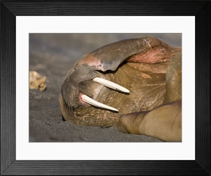 Framed Print : DDE-90033920 Framed Print : DDE-90033920