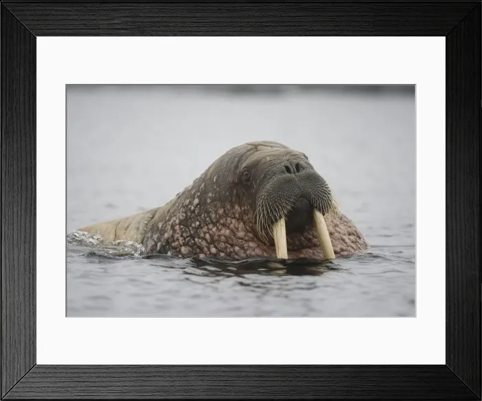 Framed Print : DDE-90033922 Framed Print : DDE-90033922