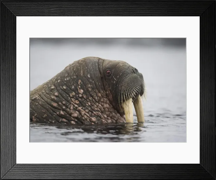 Framed Print : DDE-90033923 Framed Print : DDE-90033923