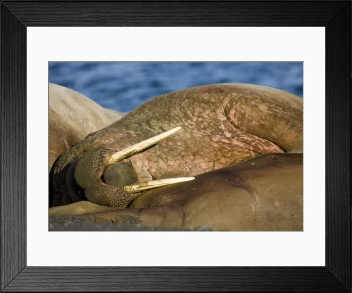 Framed Print : DDE-90033921 Framed Print : DDE-90033921