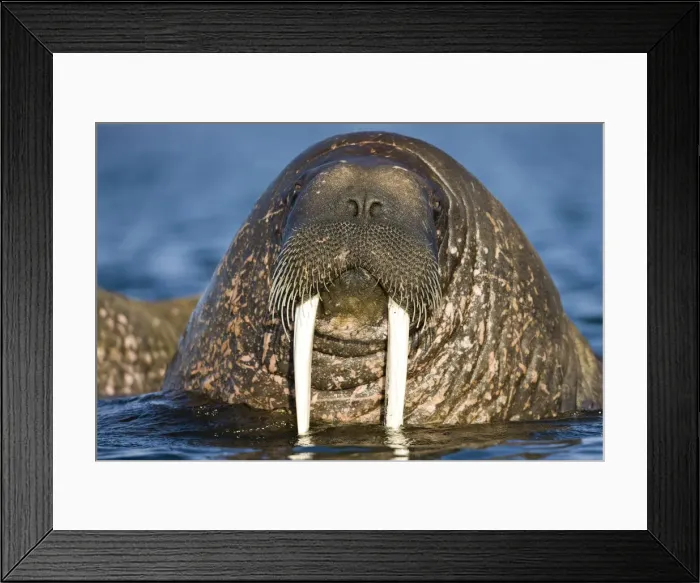 Framed Print : DDE-90033925 Framed Print : DDE-90033925