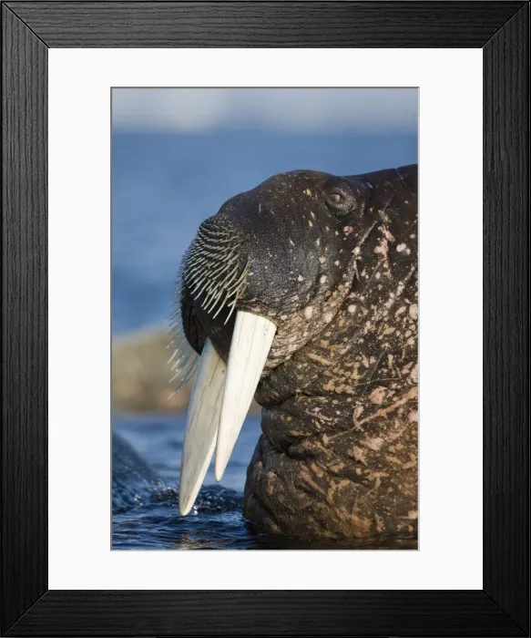 Framed Print : DDE-90033926 Framed Print : DDE-90033926