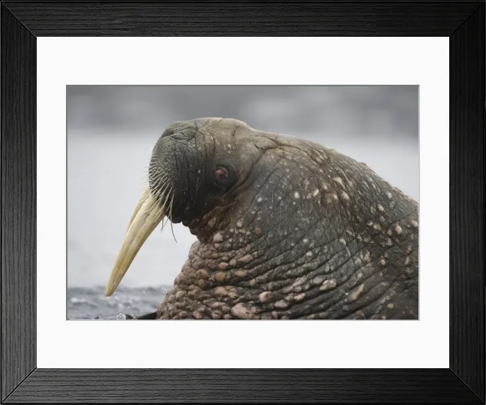 Framed Print : DDE-90033924