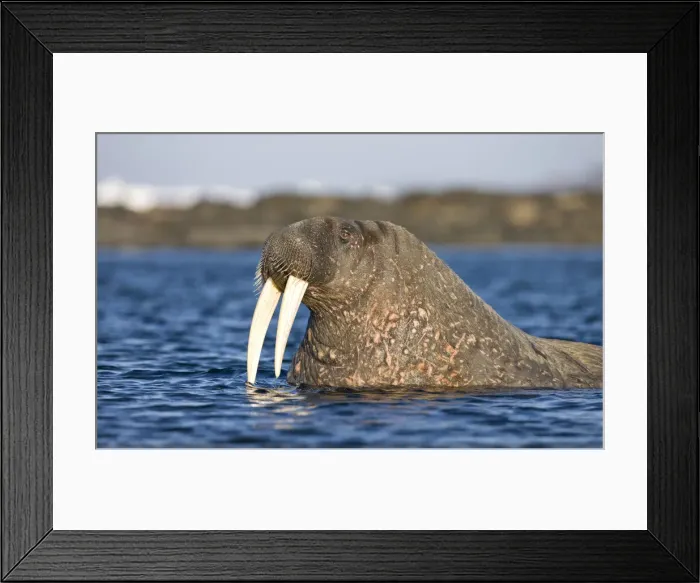 Framed Print : DDE-90033928 Framed Print : DDE-90033928