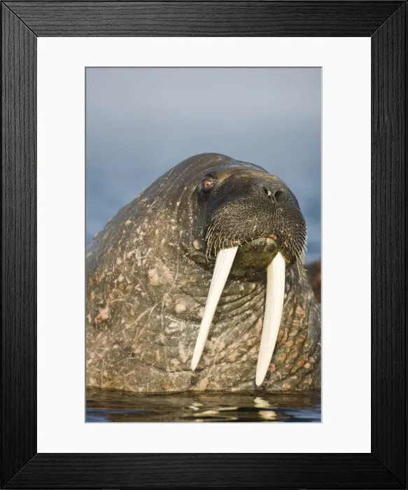 Framed Print : DDE-90033929 Framed Print : DDE-90033929