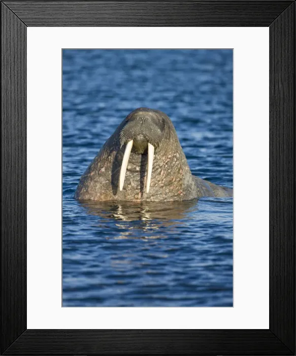 Framed Print : DDE-90033927 Framed Print : DDE-90033927