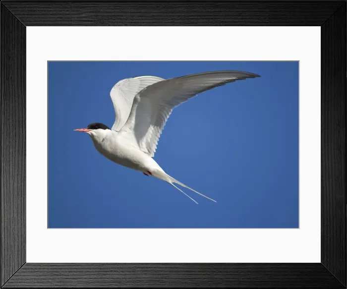 Framed Print : DDE-90033931 Framed Print : DDE-90033931