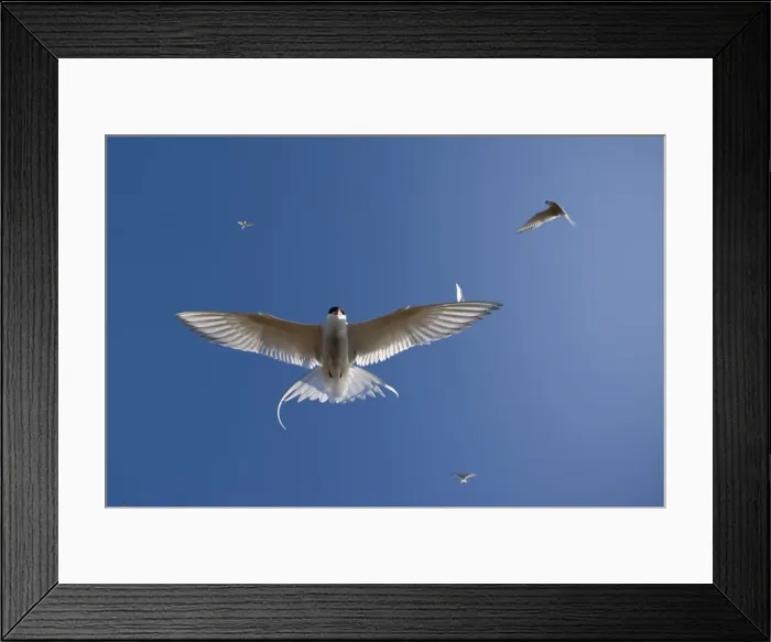 Framed Print : DDE-90033932 Framed Print : DDE-90033932