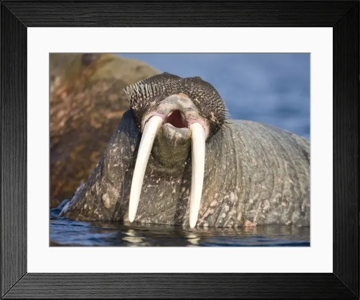 Framed Print : DDE-90033930 Framed Print : DDE-90033930