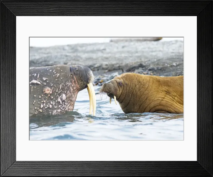 Framed Print : DDE-90033934 Framed Print : DDE-90033934