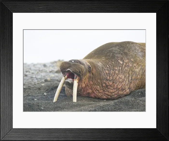 Framed Print : DDE-90033935 Framed Print : DDE-90033935