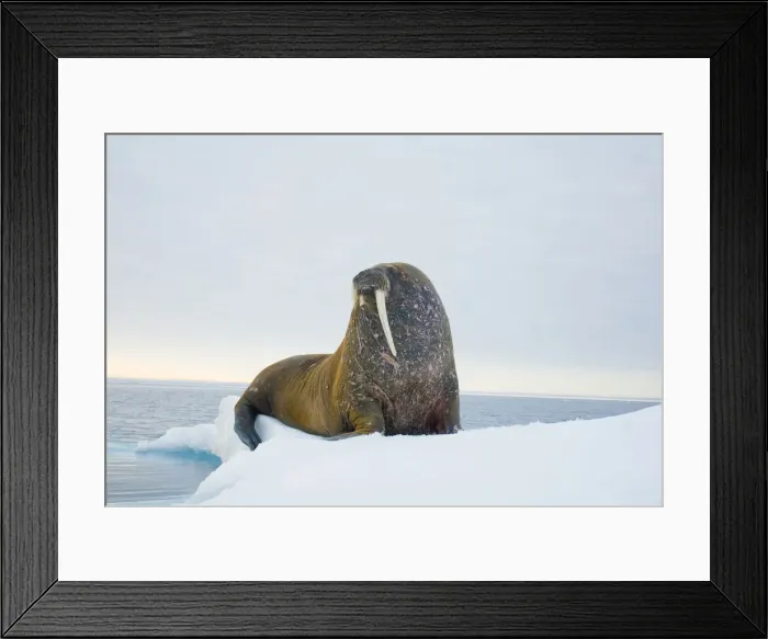 Framed Print : DDE-90033936 Framed Print : DDE-90033936
