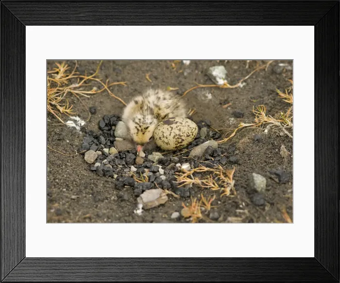Framed Print : DDE-90033937 Framed Print : DDE-90033937