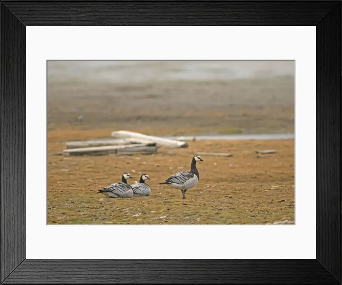 Framed Print : DDE-90033938 Framed Print : DDE-90033938