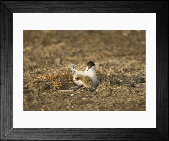 Framed Print : DDE-90033939 Framed Print : DDE-90033939