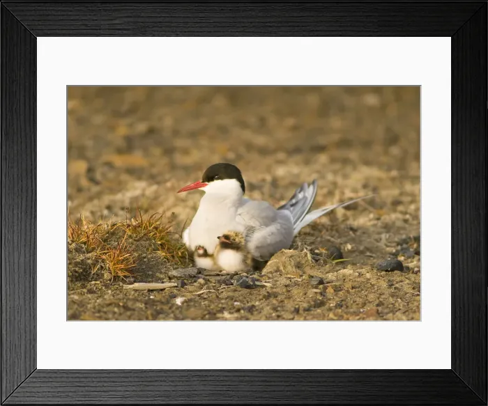 Framed Print : DDE-90033940 Framed Print : DDE-90033940