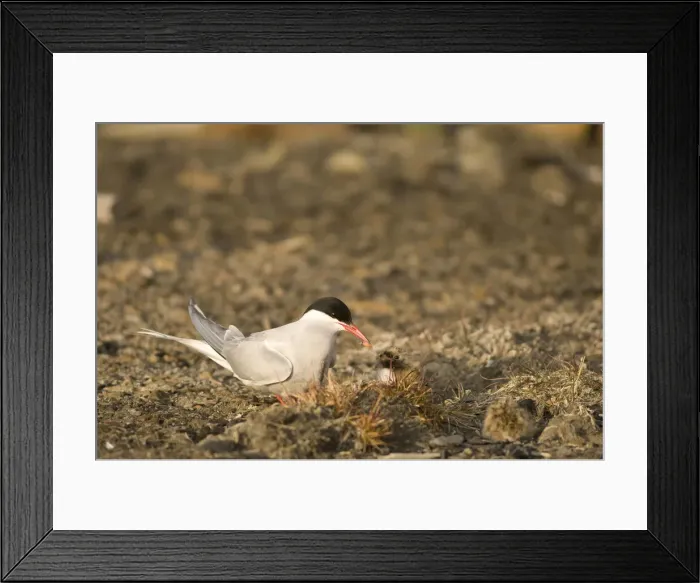 Framed Print : DDE-90033941 Framed Print : DDE-90033941