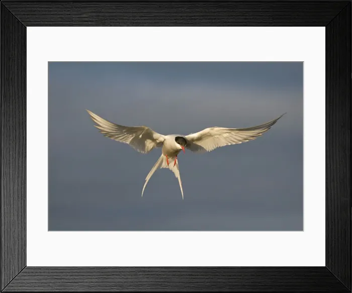 Framed Print : DDE-90033942 Framed Print : DDE-90033942