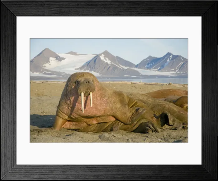 Framed Print : DDE-90033944 Framed Print : DDE-90033944