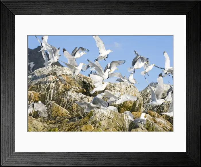 Framed Print : DDE-90033945 Framed Print : DDE-90033945