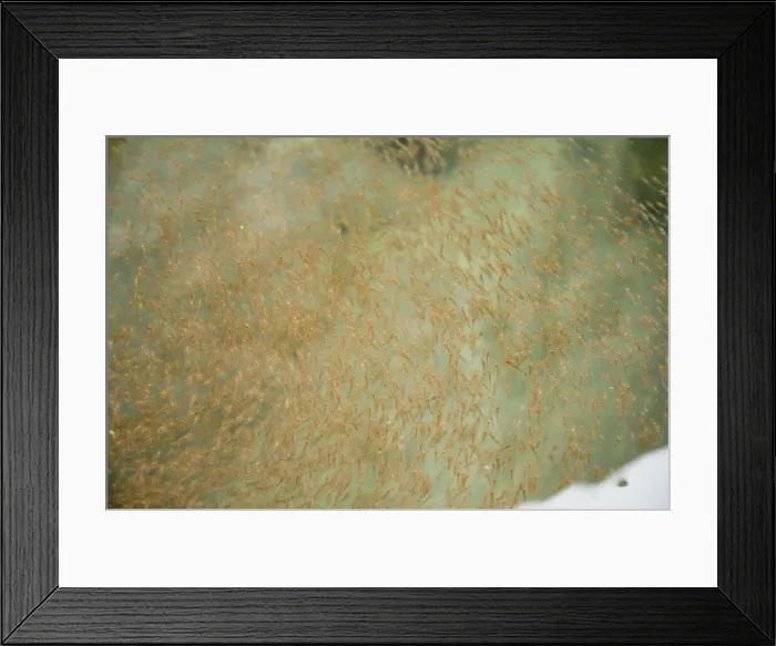 Framed Print : DDE-90033947 Framed Print : DDE-90033947