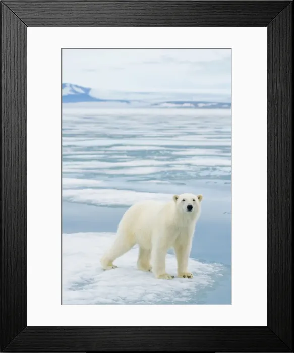 Framed Print : DDE-90033958 Framed Print : DDE-90033958