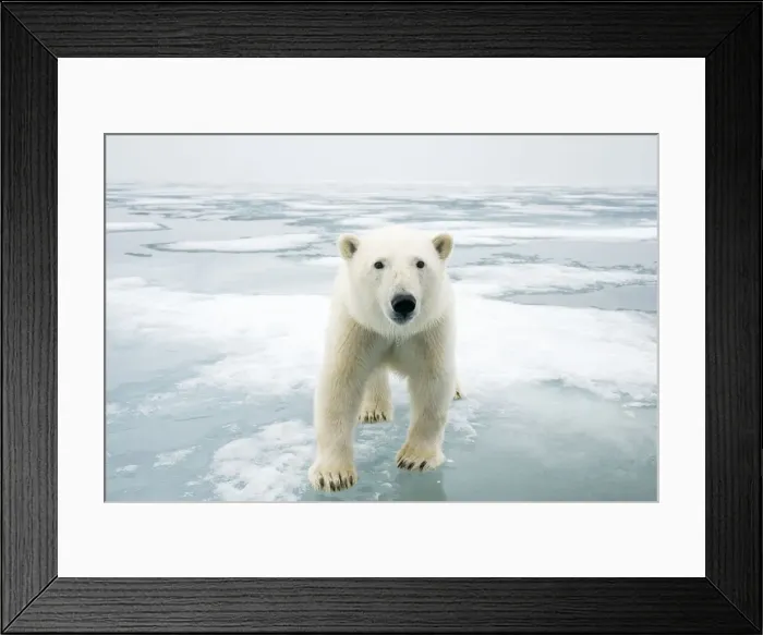 Framed Print : DDE-90033974 Framed Print : DDE-90033974