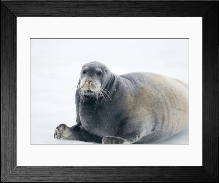 Framed Print : DDE-90033975 Framed Print : DDE-90033975