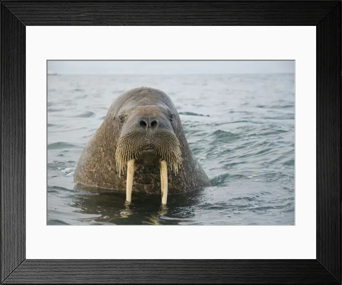 Framed Print : DDE-90033976 Framed Print : DDE-90033976