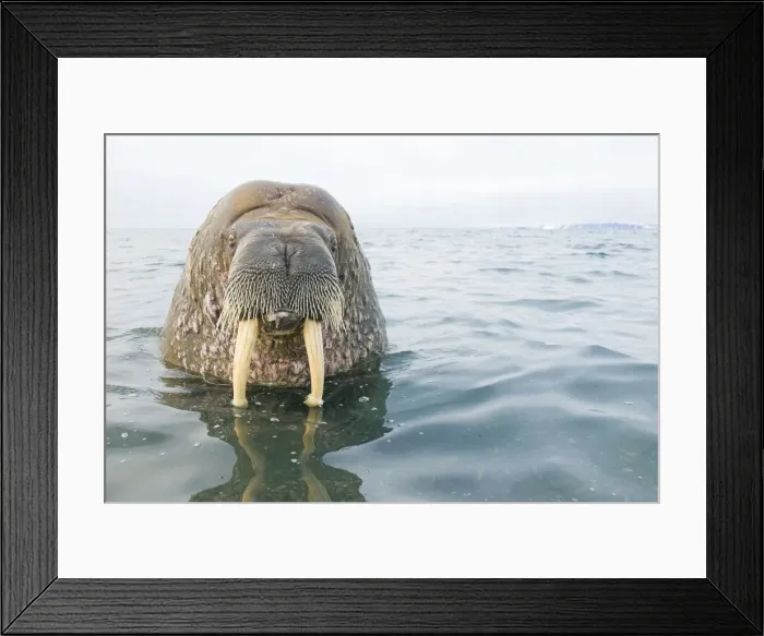 Framed Print : DDE-90033977 Framed Print : DDE-90033977