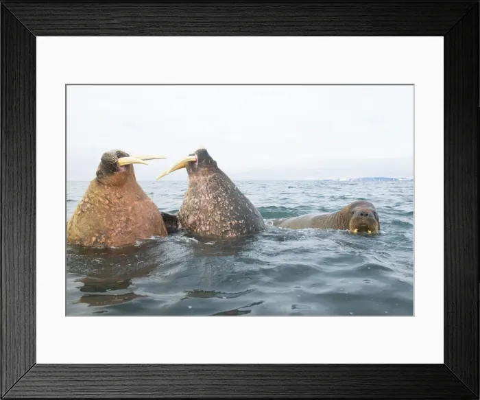 Framed Print : DDE-90033978 Framed Print : DDE-90033978