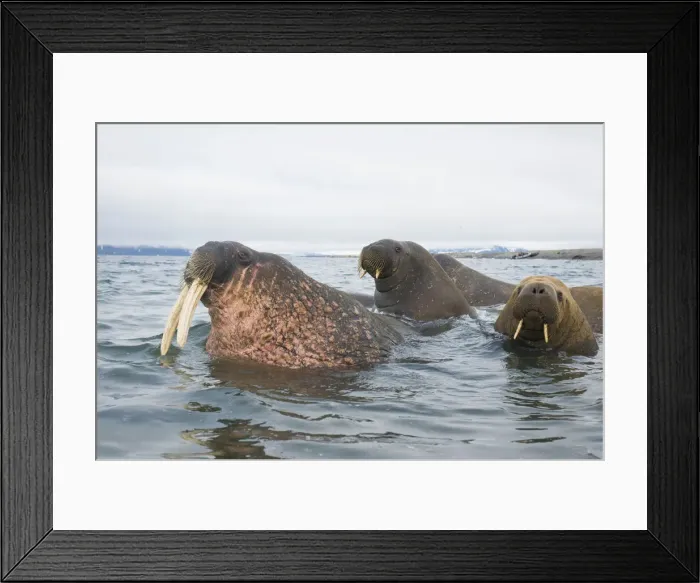 Framed Print : DDE-90033979 Framed Print : DDE-90033979