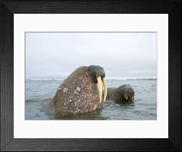 Framed Print : DDE-90033980 Framed Print : DDE-90033980