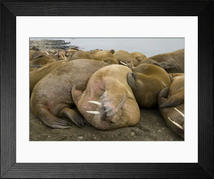 Framed Print : DDE-90033981 Framed Print : DDE-90033981