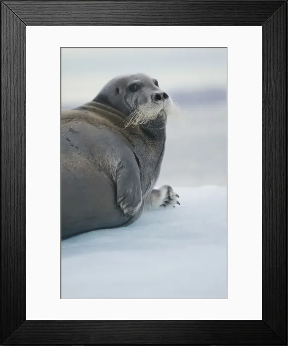Framed Print : DDE-90033982