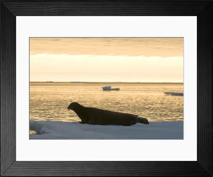 Framed Print : DDE-90033983 Framed Print : DDE-90033983