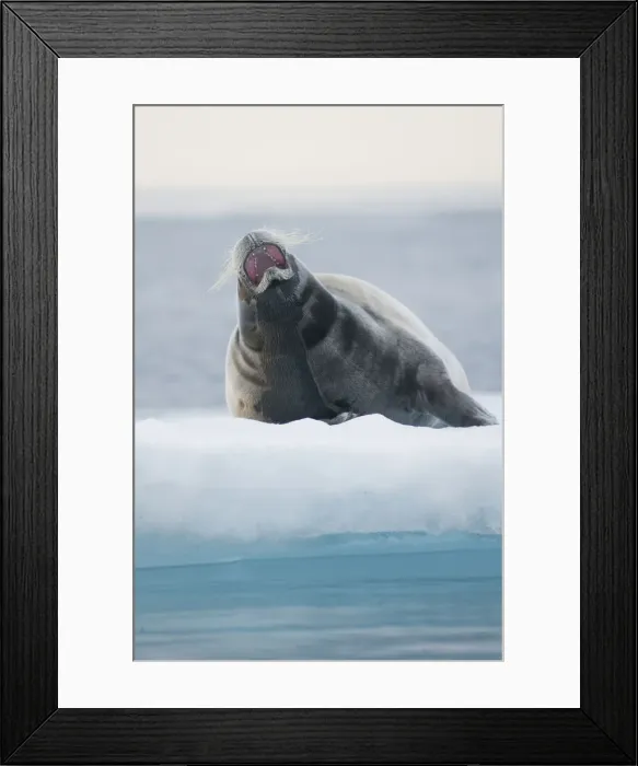 Framed Print : DDE-90033984 Framed Print : DDE-90033984