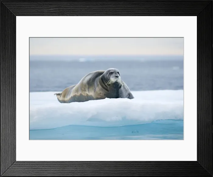 Framed Print : DDE-90033985
