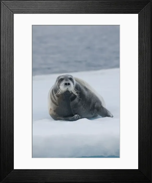 Framed Print : DDE-90033986 Framed Print : DDE-90033986