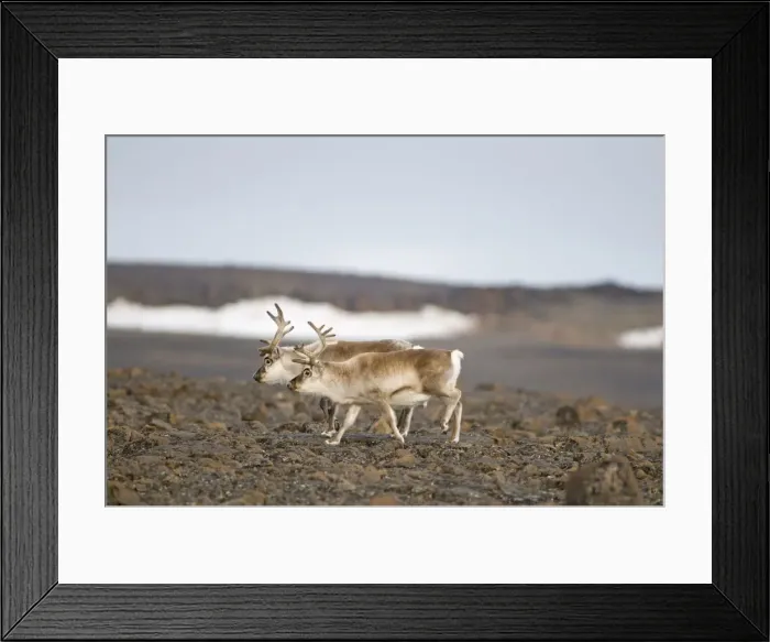 Framed Print : DDE-90033989 Framed Print : DDE-90033989