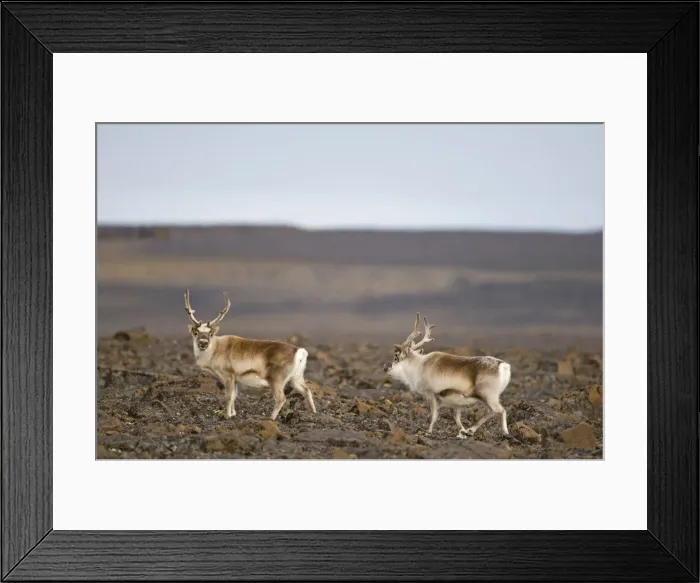 Framed Print : DDE-90033990 Framed Print : DDE-90033990