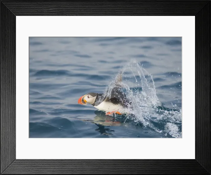 Framed Print : DDE-90033991 Framed Print : DDE-90033991