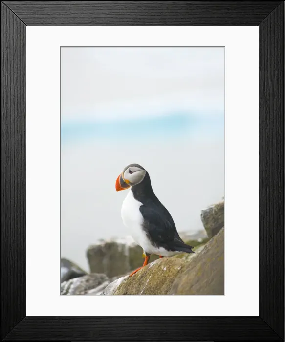 Framed Print : DDE-90033992 Framed Print : DDE-90033992