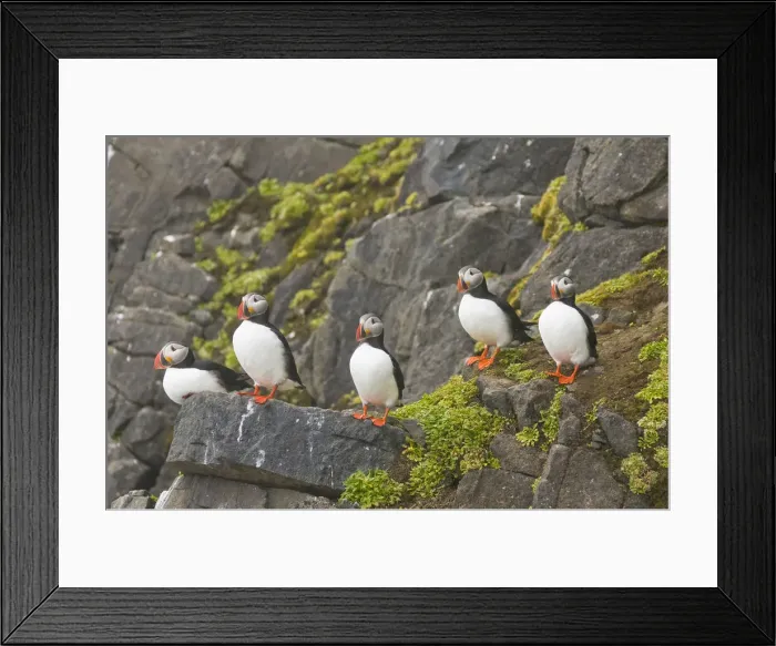 Framed Print : DDE-90033993 Framed Print : DDE-90033993
