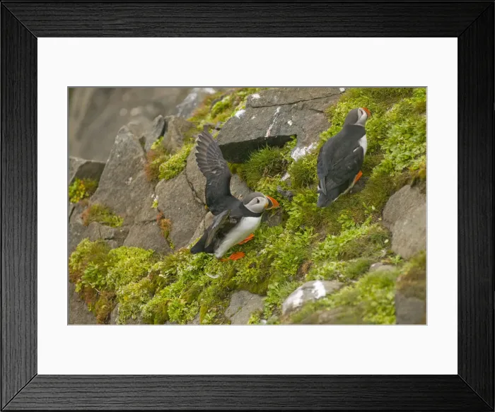 Framed Print : DDE-90033994 Framed Print : DDE-90033994