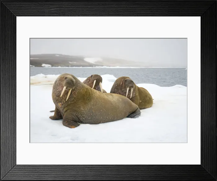Framed Print : DDE-90033998 Framed Print : DDE-90033998